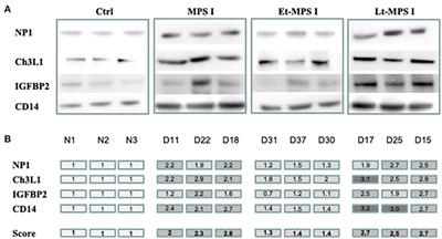 Surrogate Cerebrospinal Fluid Biomarkers for Assessing the Efficacy of Gene Therapy in Hurler Syndrome